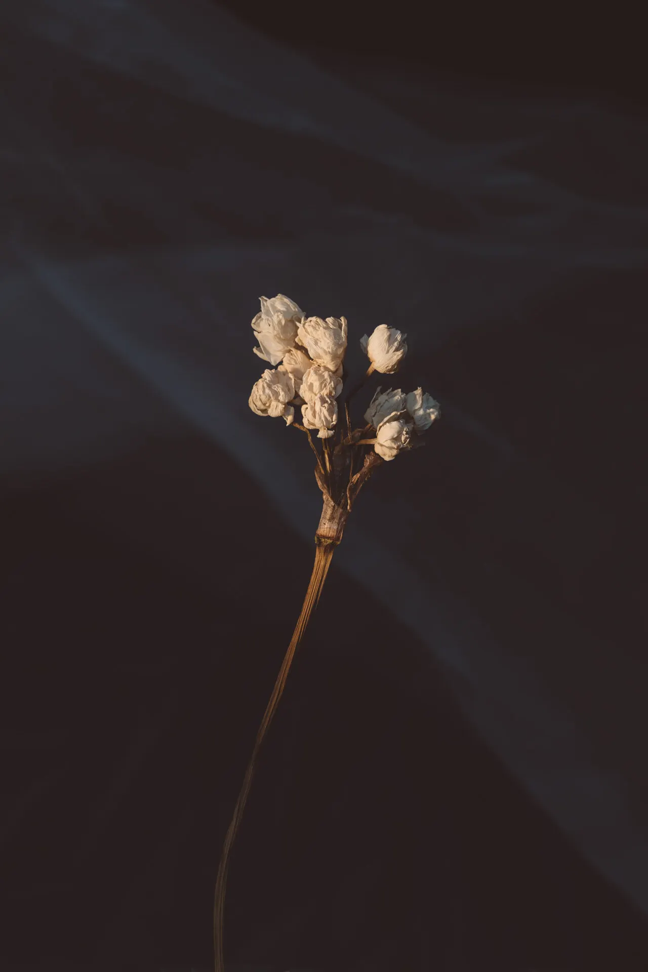 Flowers 2 — Personal photo by Juliana Oh