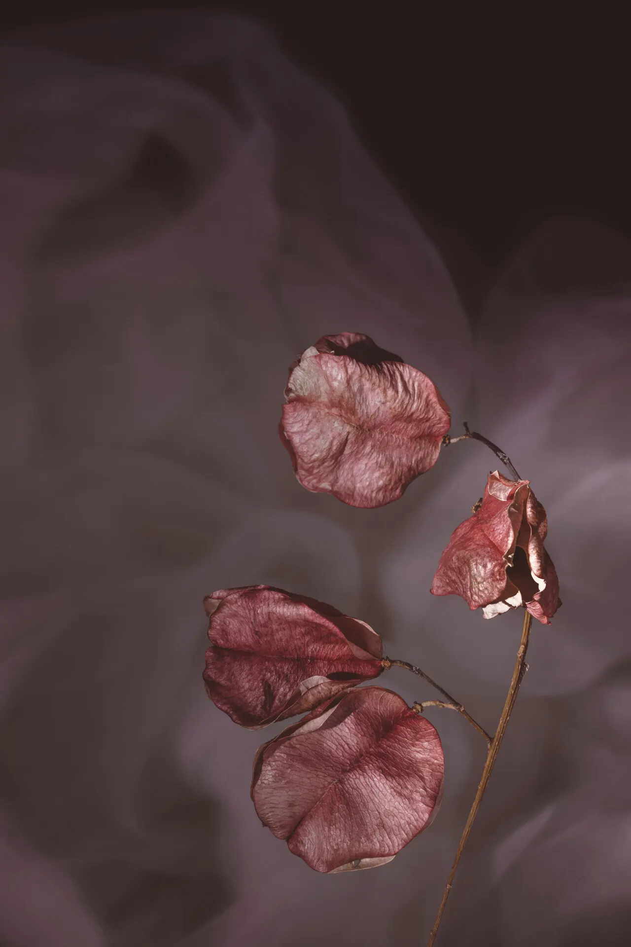 Flowers 3 — Personal photo by Juliana Oh