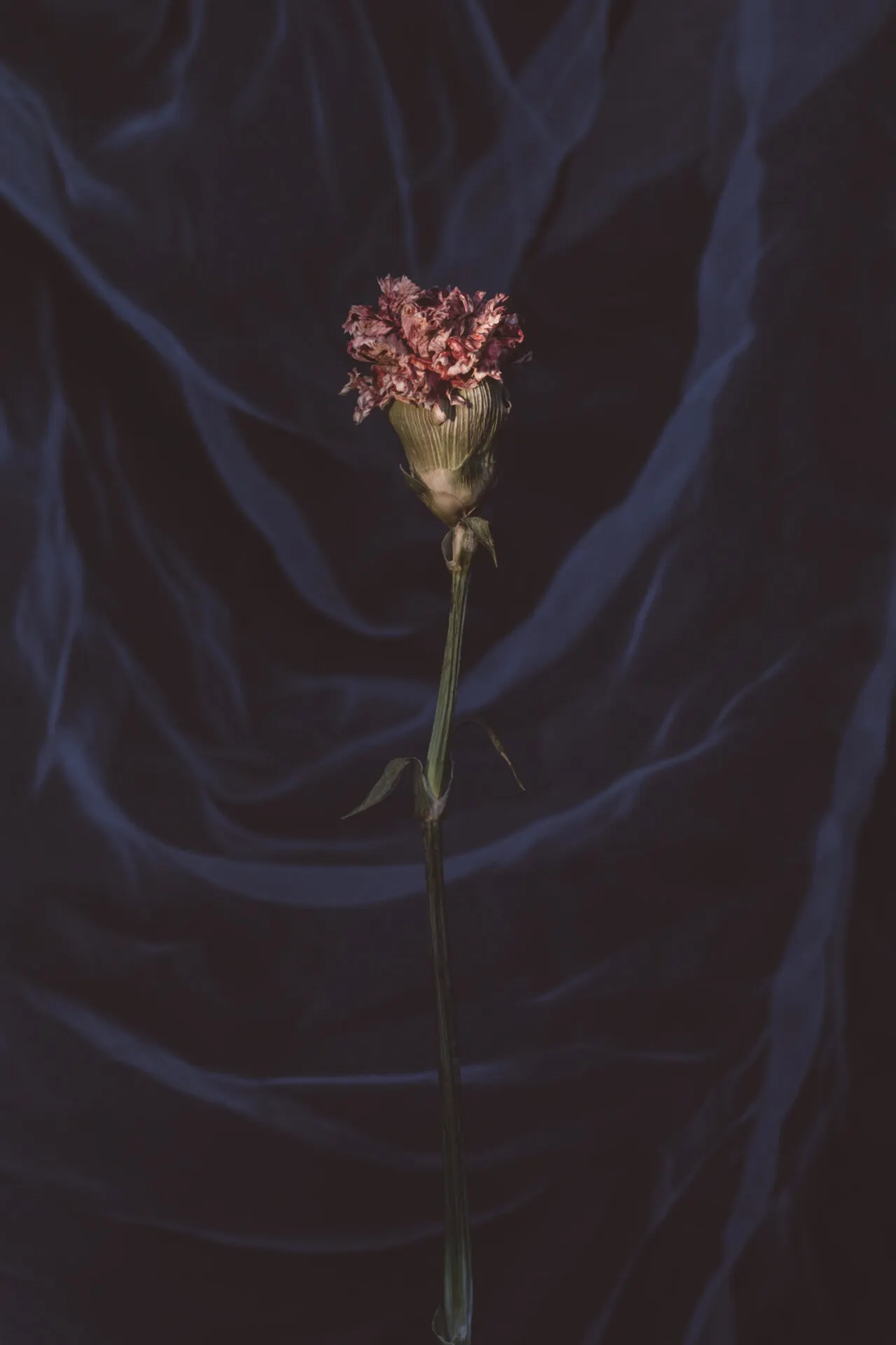 Flowers 8 — Personal photo by Juliana Oh