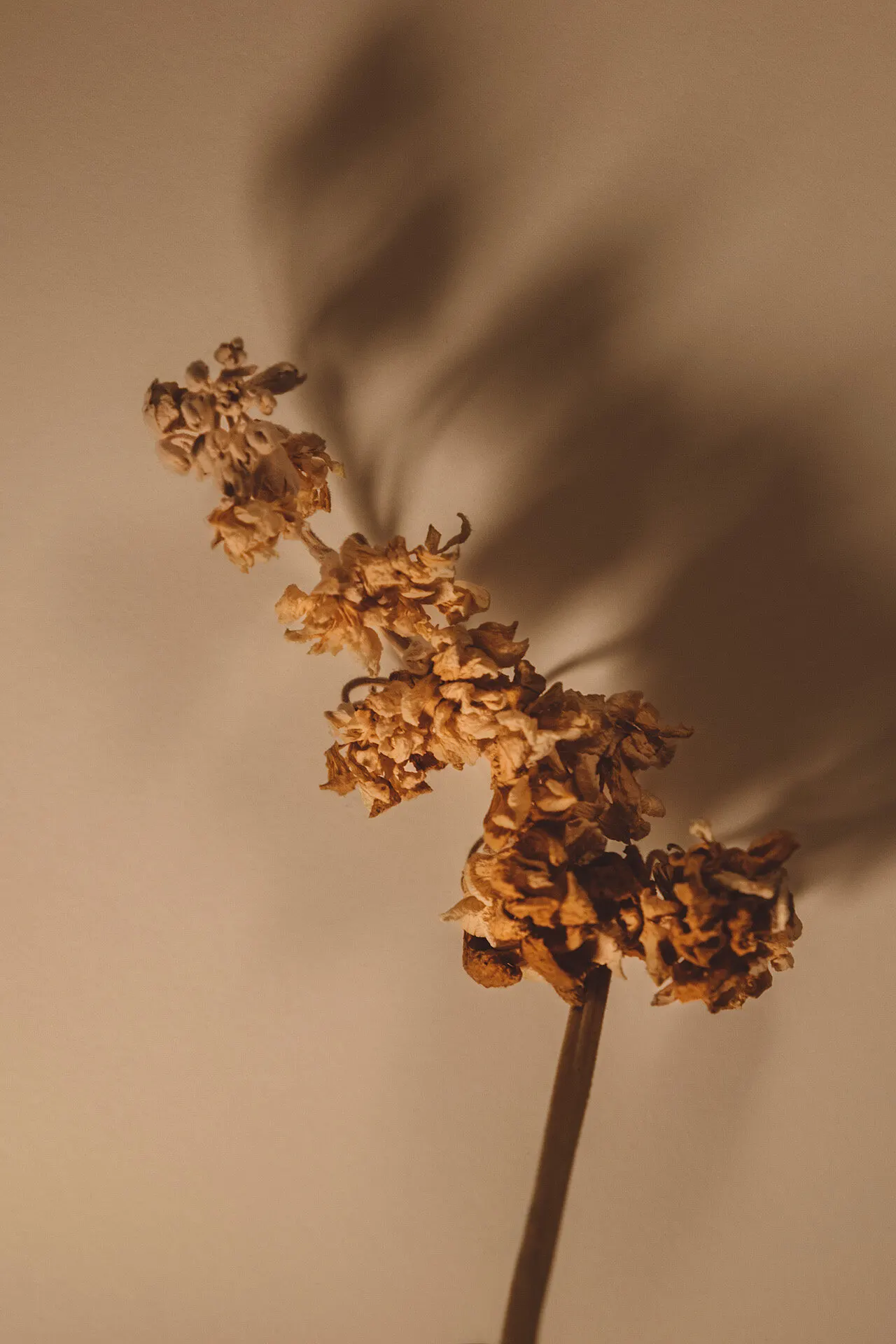 Flowers ptii 1 — Personal photo by Juliana Oh