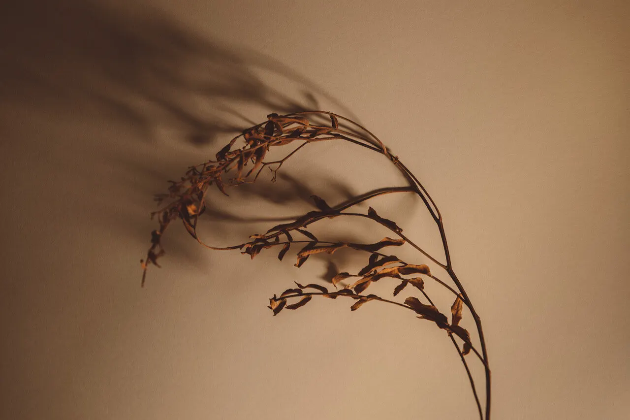 Flowers ptii 2 — Personal photo by Juliana Oh