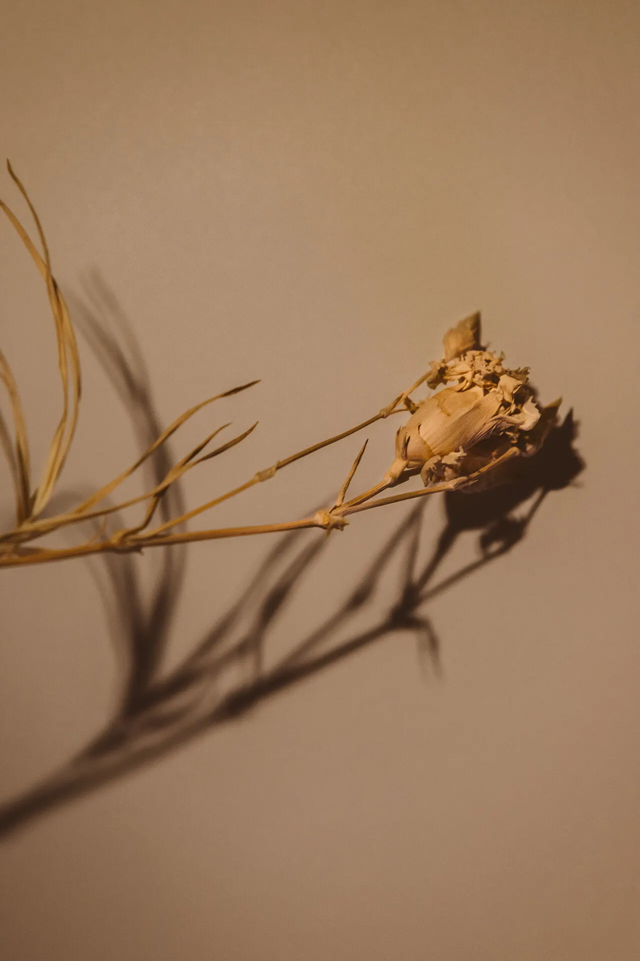 Flowers ptii 3 — Personal photo by Juliana Oh