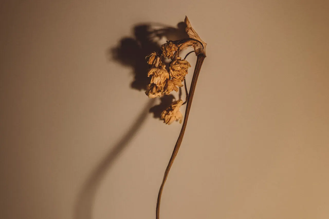 Flowers ptii 4 — Personal photo by Juliana Oh