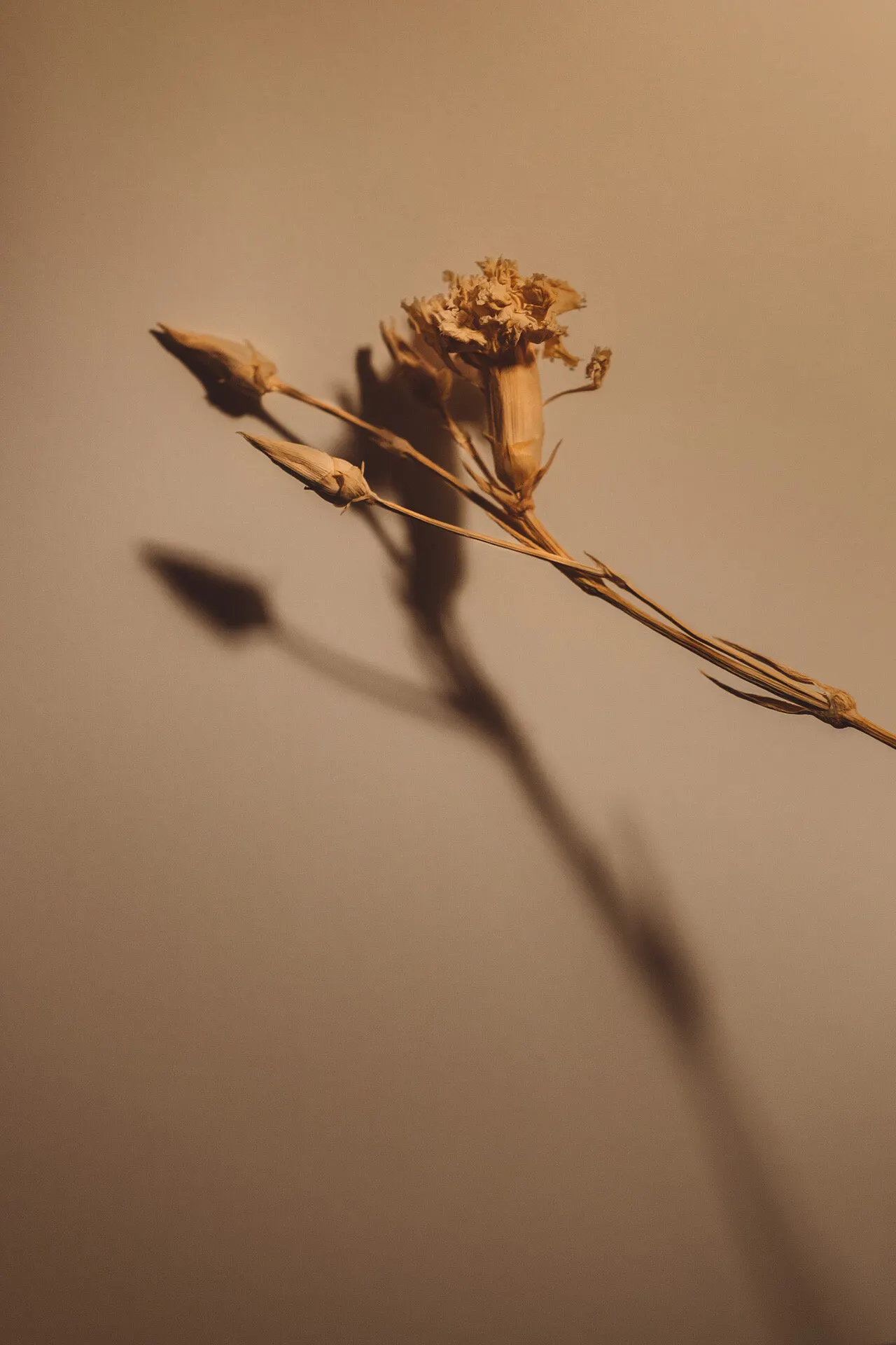 Flowers ptii 5 — Personal photo by Juliana Oh